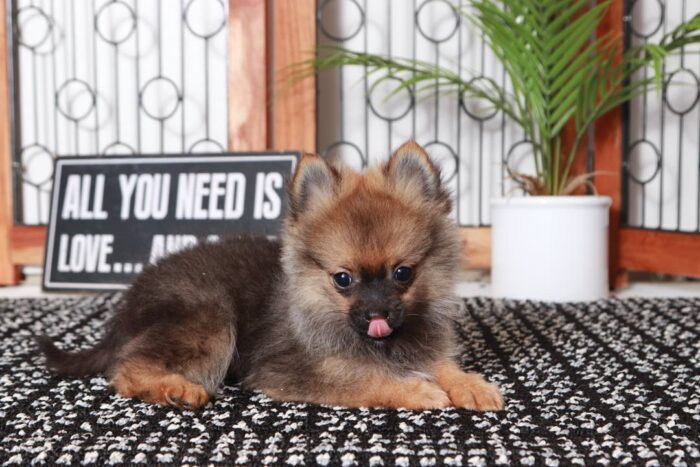 Frankie- Cute Little Sable Male ACA Pomeranian Puppy - Image 3