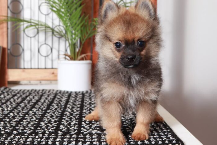 Frankie- Cute Little Sable Male ACA Pomeranian Puppy - Image 4