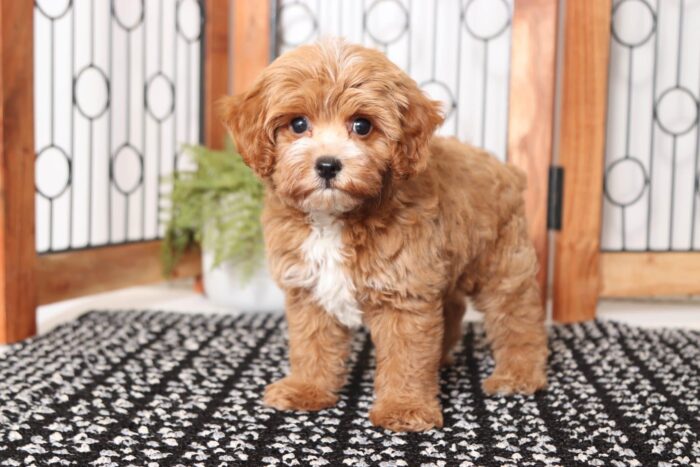 Franky- Handsome Red Little Male Poochon Puppy