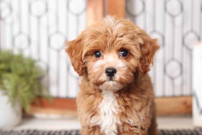Franky- Handsome Red Little Male Poochon Puppy - Image 2