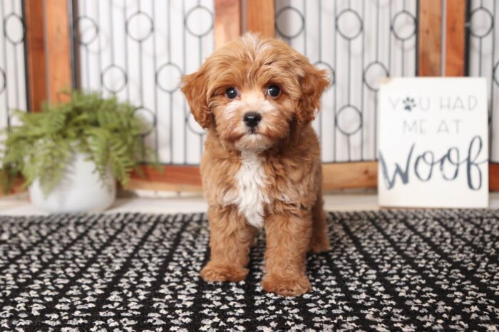 Franky- Handsome Red Little Male Poochon Puppy - Image 3