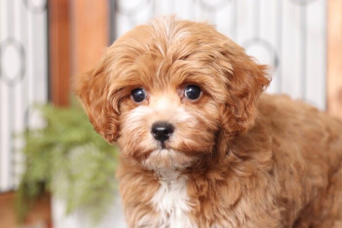Franky- Handsome Red Little Male Poochon Puppy - Image 4