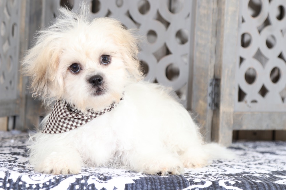 fluffy teddy bear dog