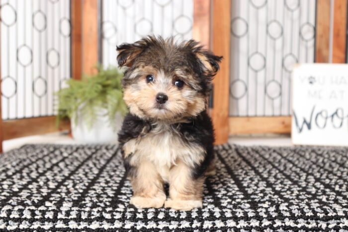 Freddy - Cool Little Male Morkie