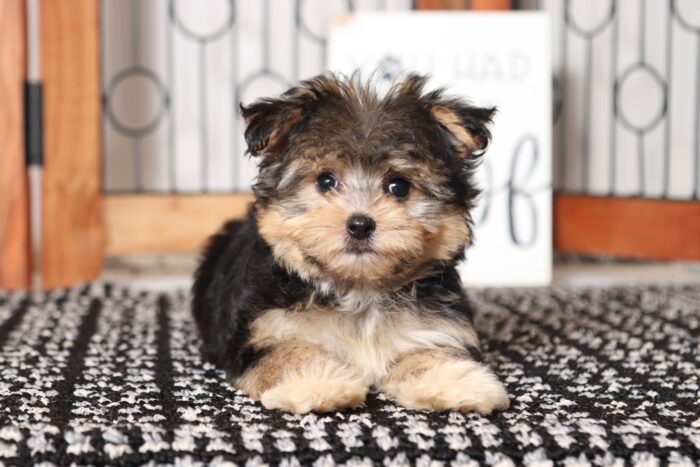 Freddy - Cool Little Male Morkie - Image 2