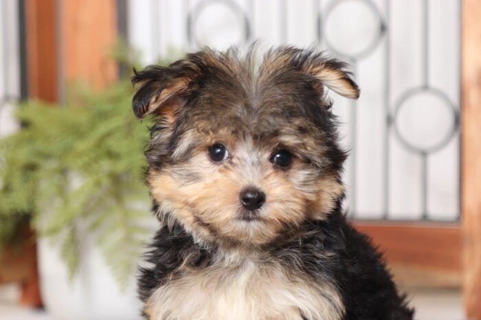 Freddy - Cool Little Male Morkie - Image 3