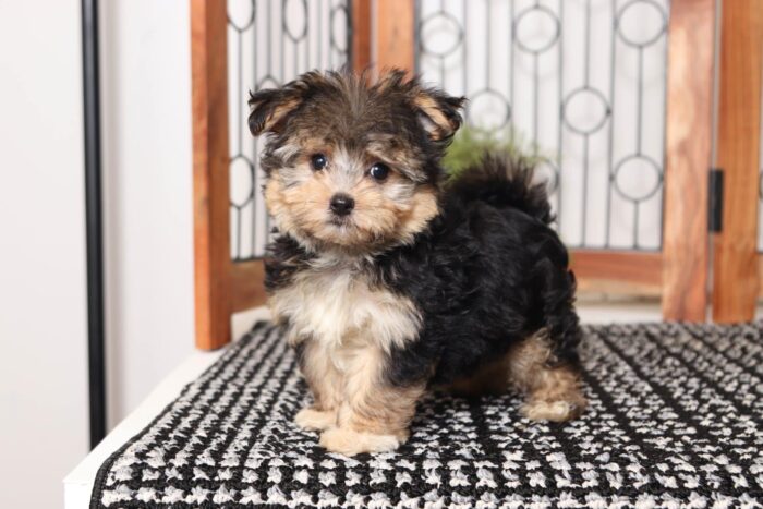 Freddy - Cool Little Male Morkie - Image 4