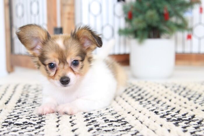 Fredrick- Cuddly Male Papillon Puppy