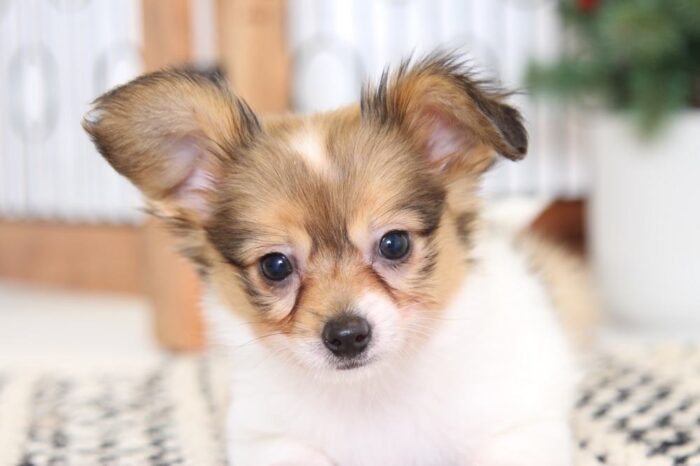 Fredrick- Cuddly Male Papillon Puppy - Image 2