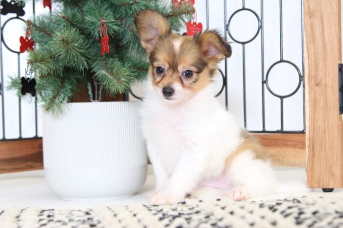 Fredrick- Cuddly Male Papillon Puppy - Image 5
