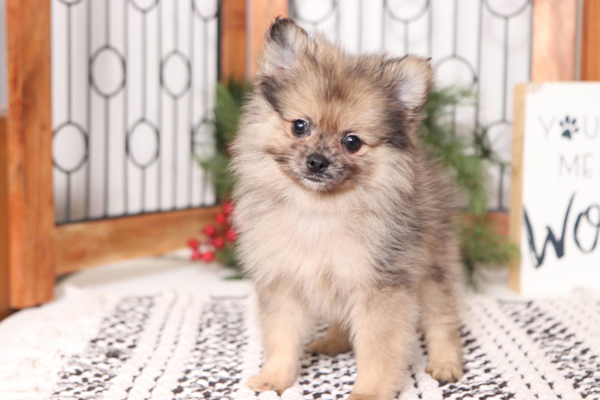 Frito - Handsome Little Sable ACA Pomeranian Puppy