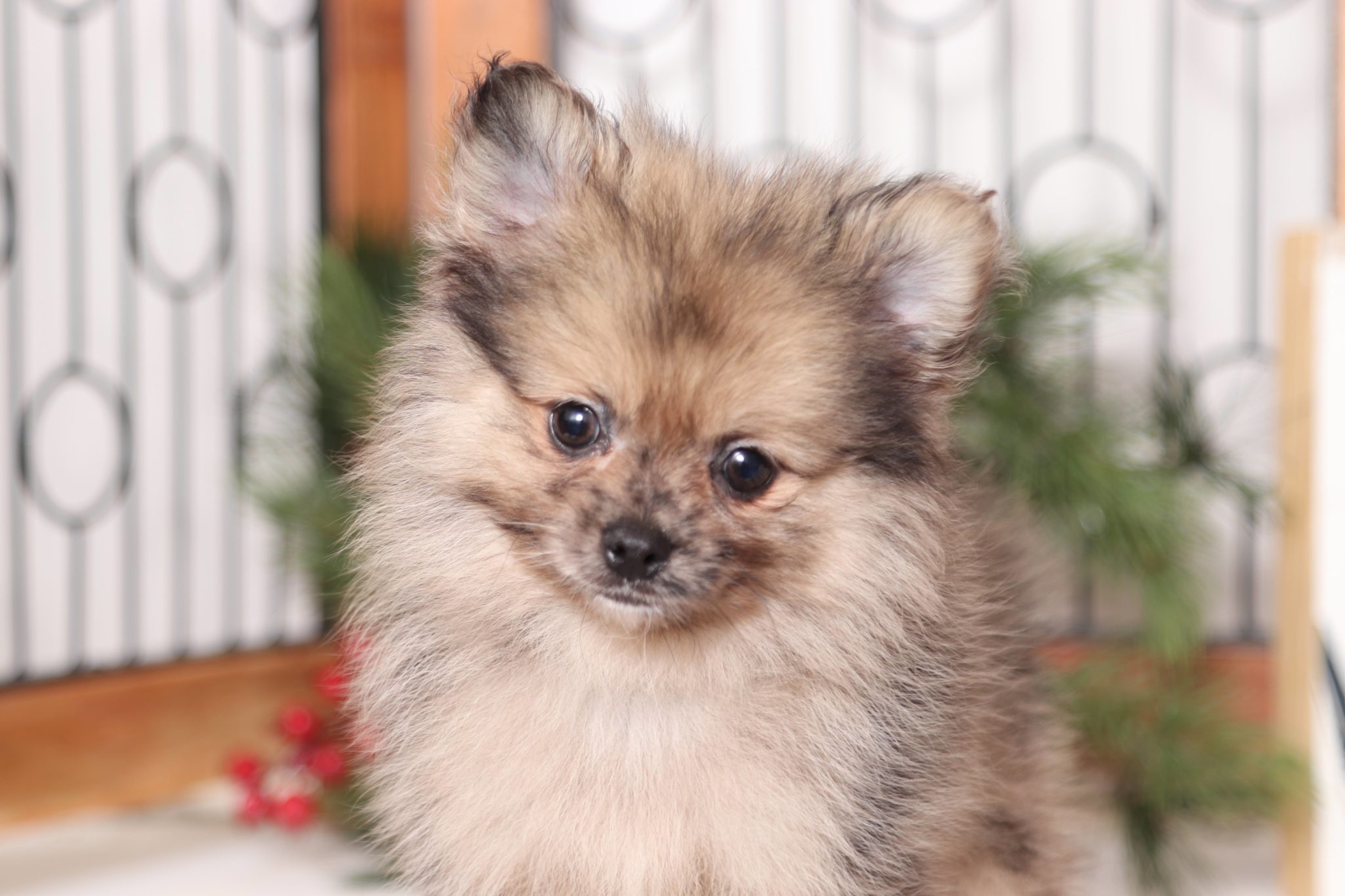 Frito - Handsome Little Sable ACA Pomeranian Puppy - Image 2