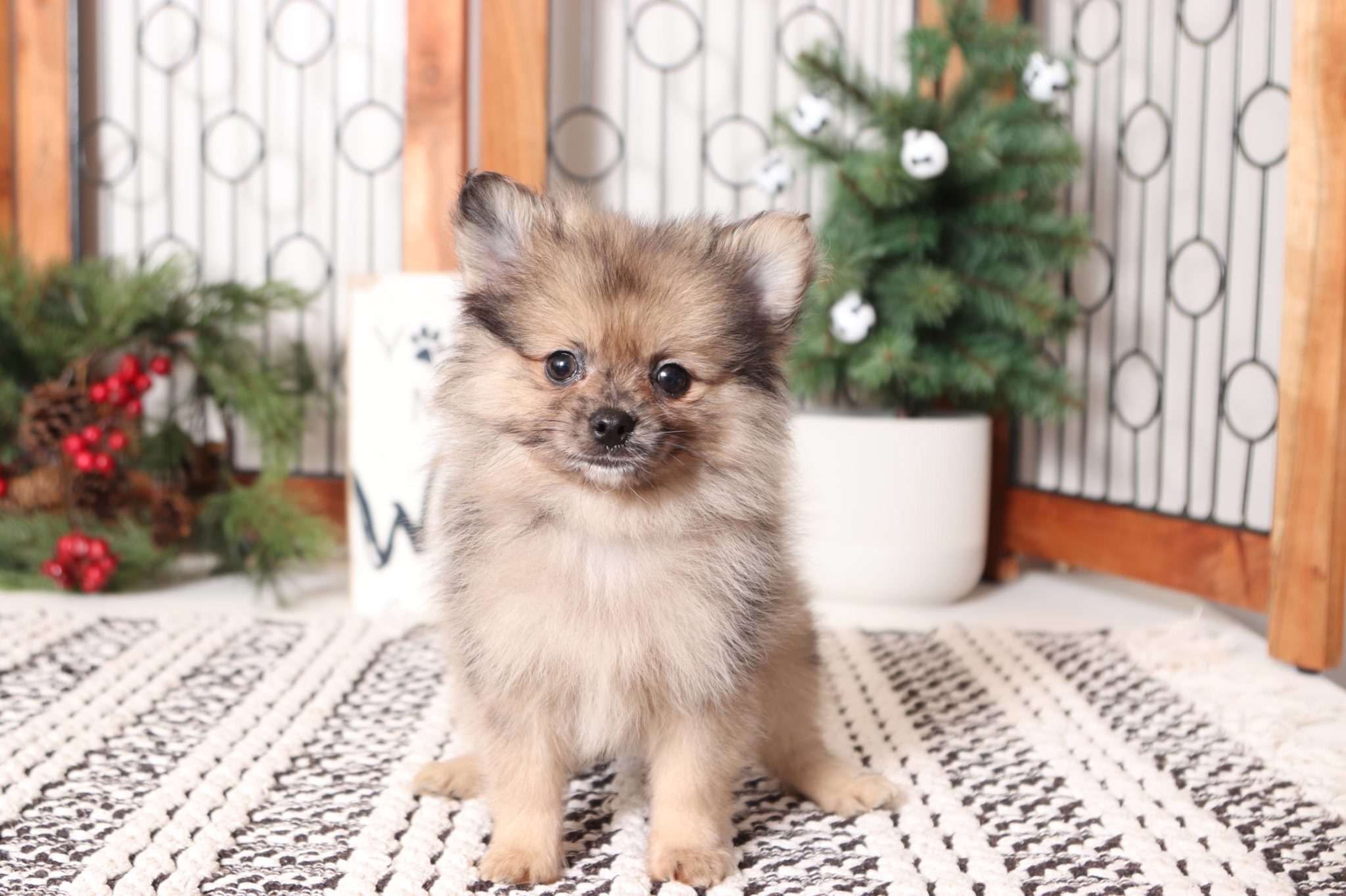 Frito - Handsome Little Sable ACA Pomeranian Puppy - Image 3