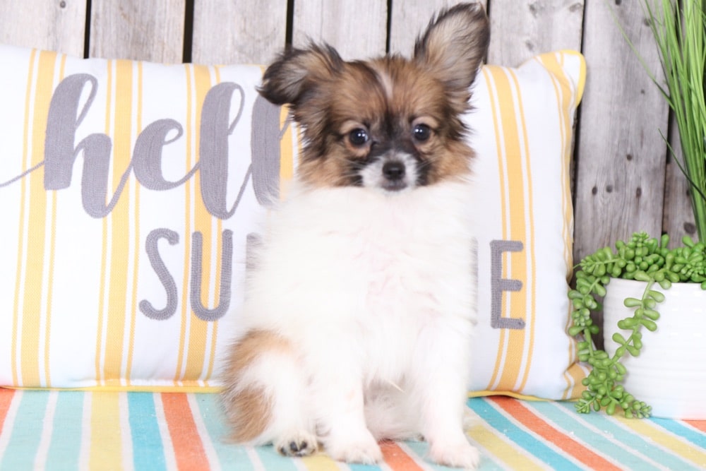 Fritz - Fantastic Papillon Puppy - Image 2