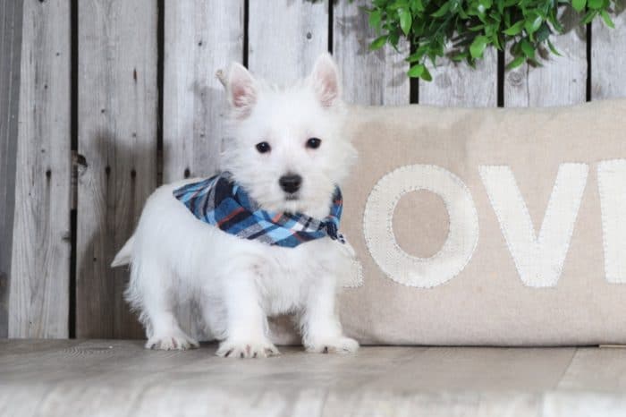 Frodo - Dapper Westie (Rescue)