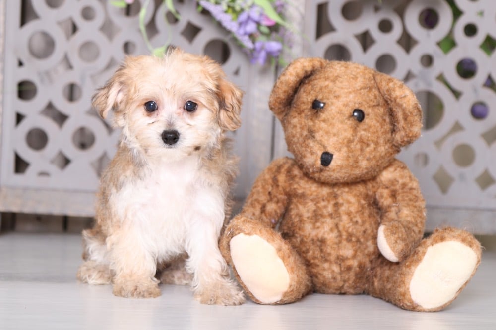 Frodo - Dapper Morkie