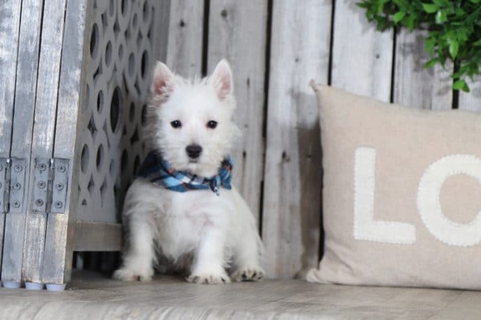 Frodo - Dapper Westie (Rescue) - Image 3