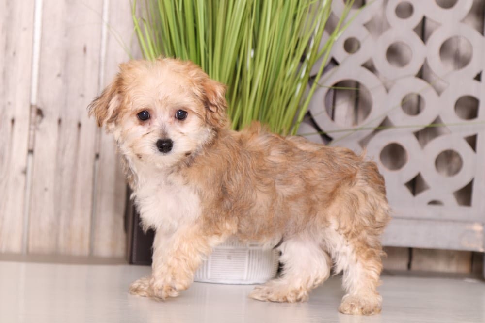 Frodo - Dapper Morkie - Image 3