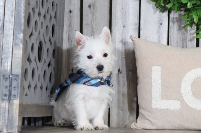 Frodo - Dapper Westie (Rescue) - Image 2