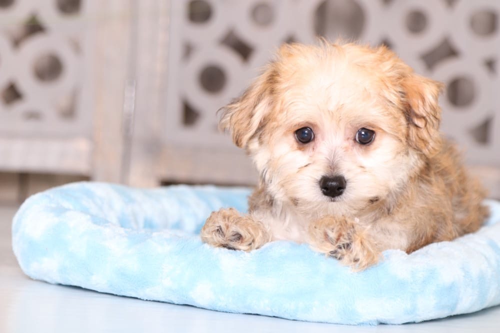 Frodo - Dapper Morkie - Image 4