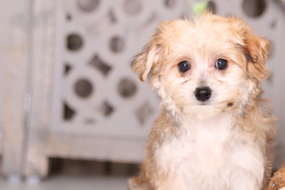 Frodo - Dapper Morkie - Image 5