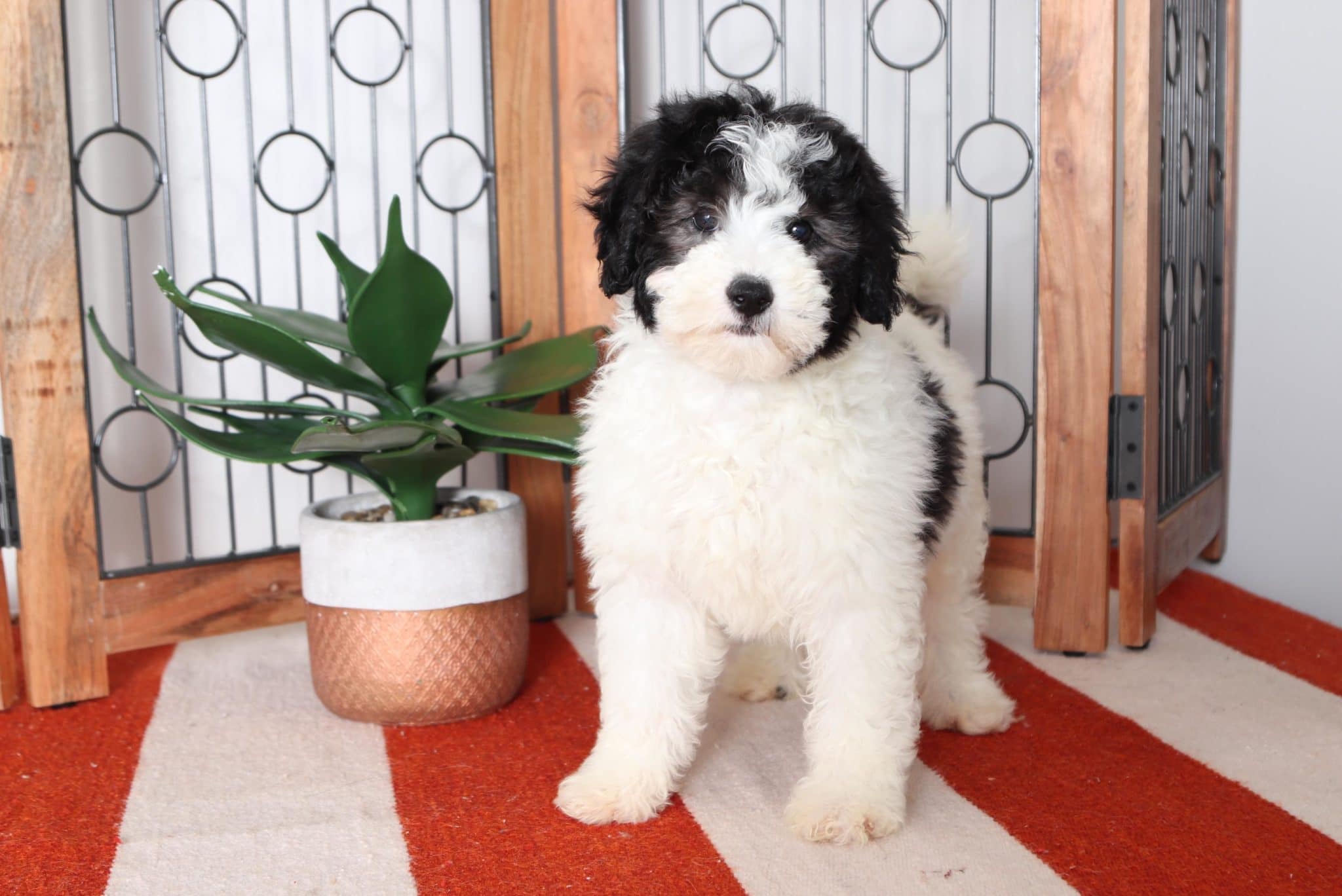 Fushia - Loving CKC Female Mini Bernedoodle Puppy - Image 2