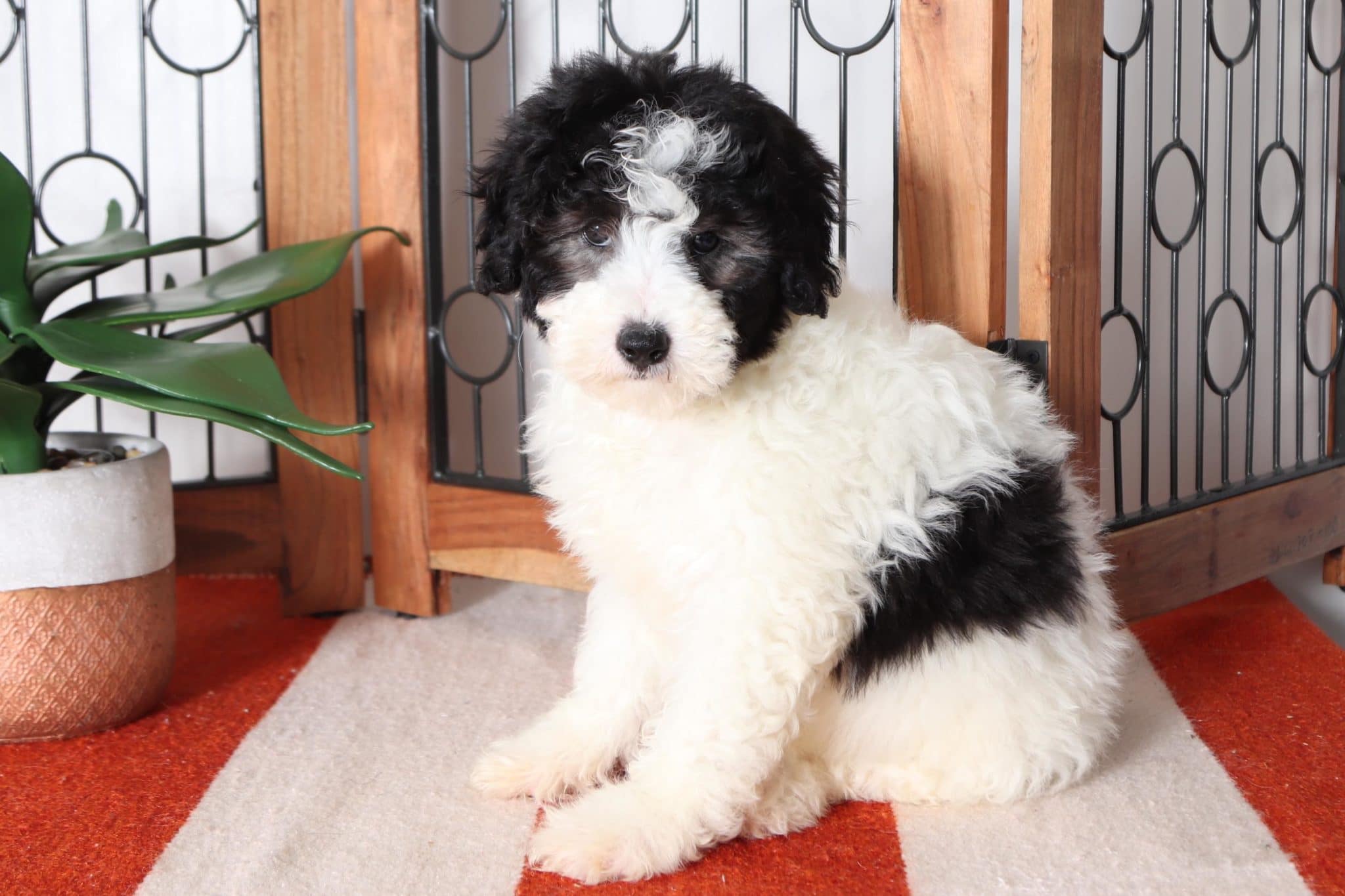 Fushia - Loving CKC Female Mini Bernedoodle Puppy - Image 4