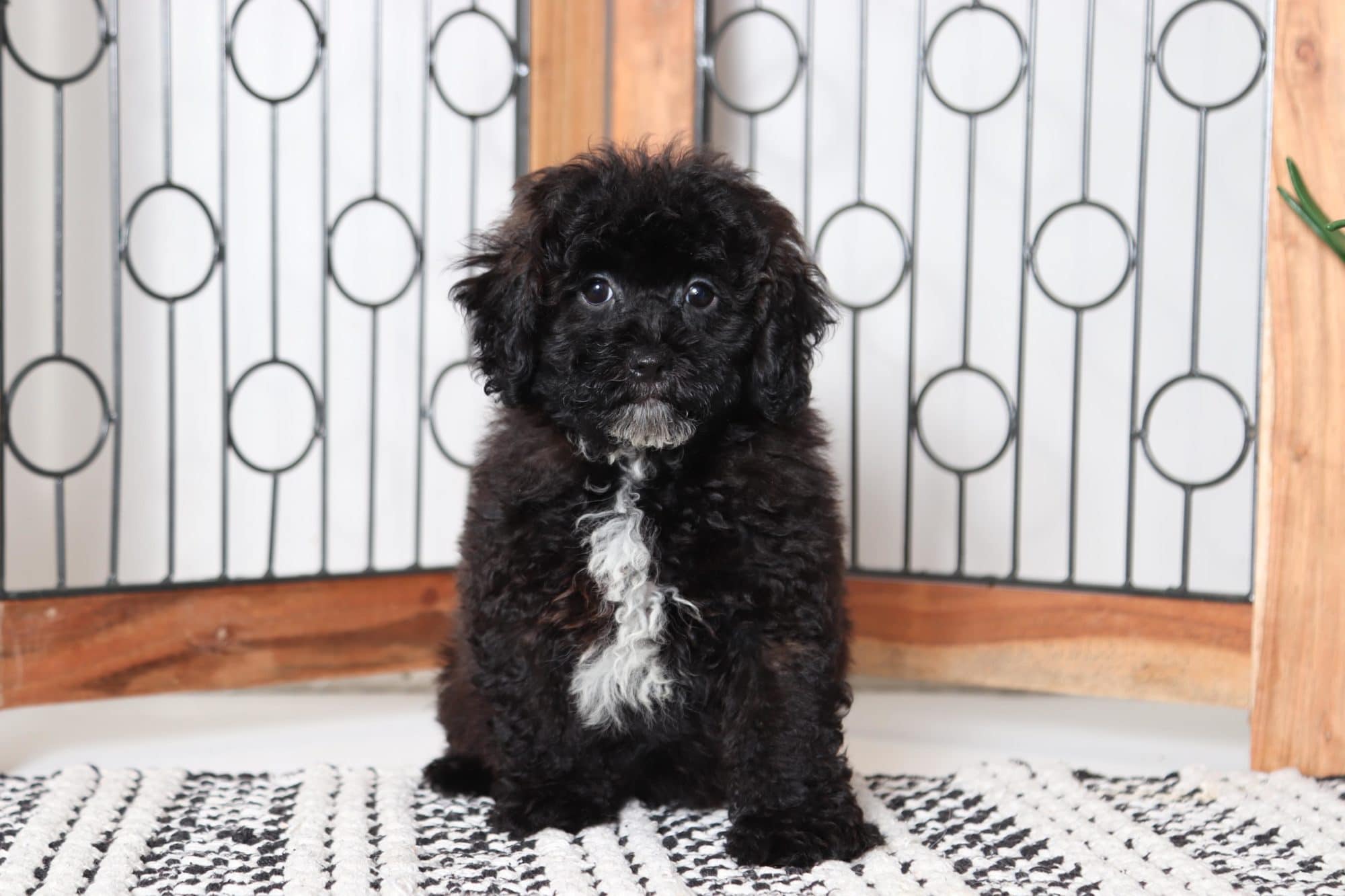 Gabe - Awesome Male Shih-Poo Puppy
