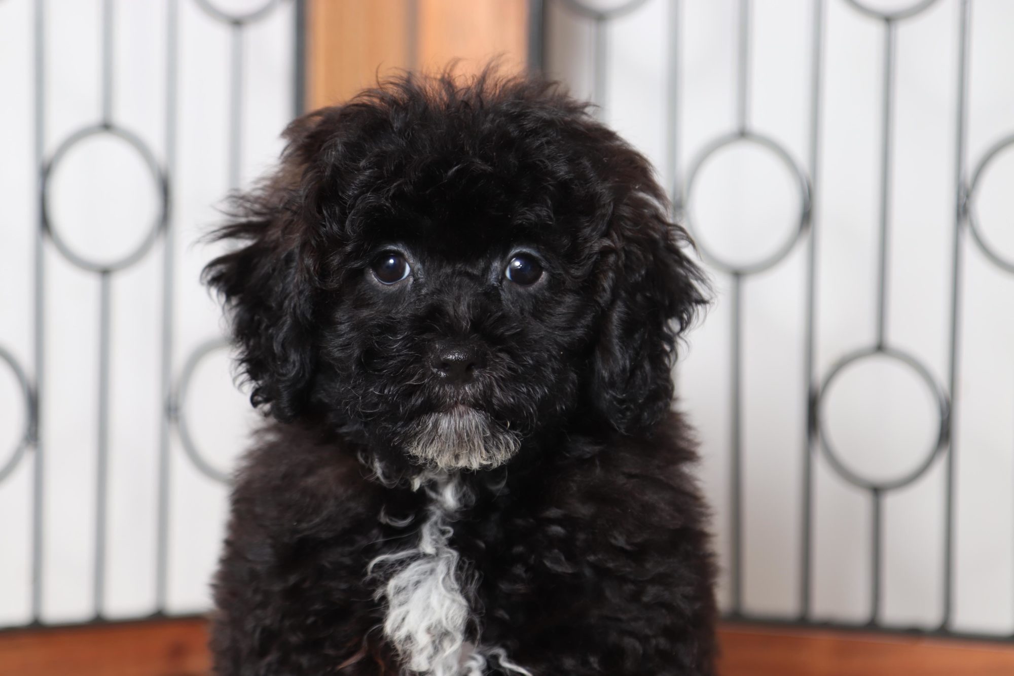 Gabe - Awesome Male Shih-Poo Puppy - Image 2