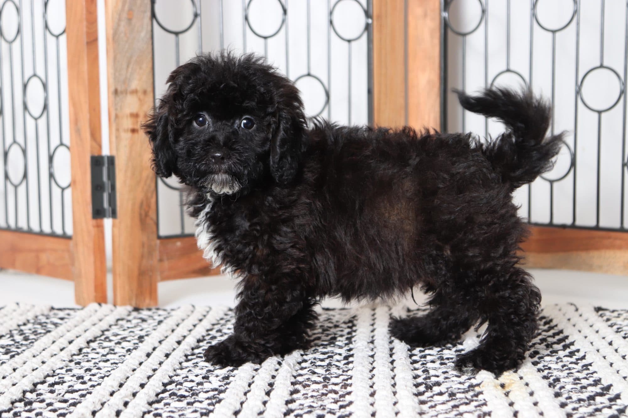Gabe - Awesome Male Shih-Poo Puppy - Image 3