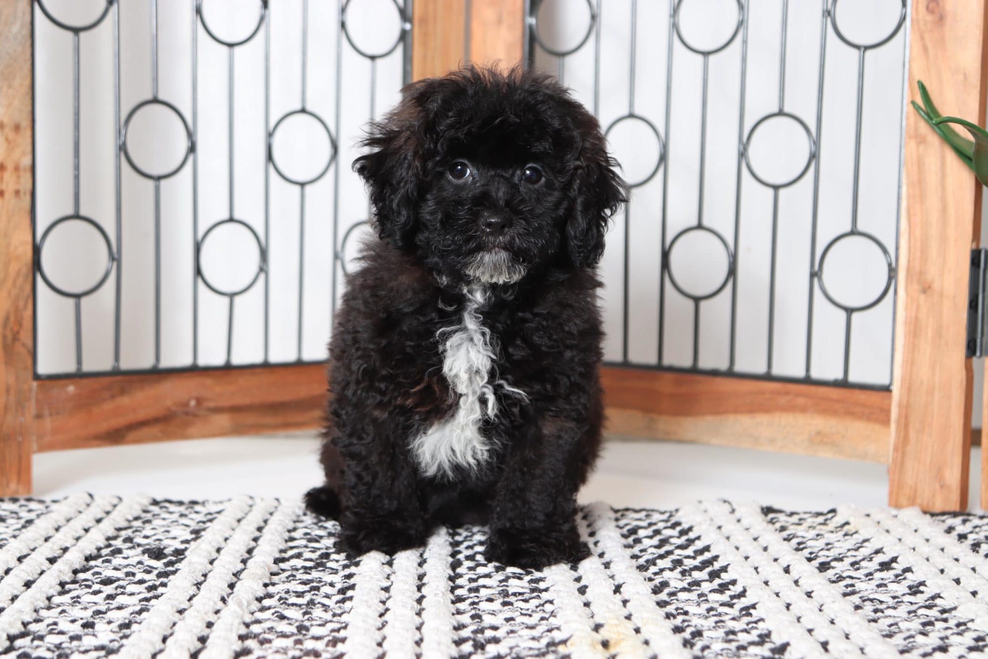 Gabe - Awesome Male Shih-Poo Puppy - Image 4