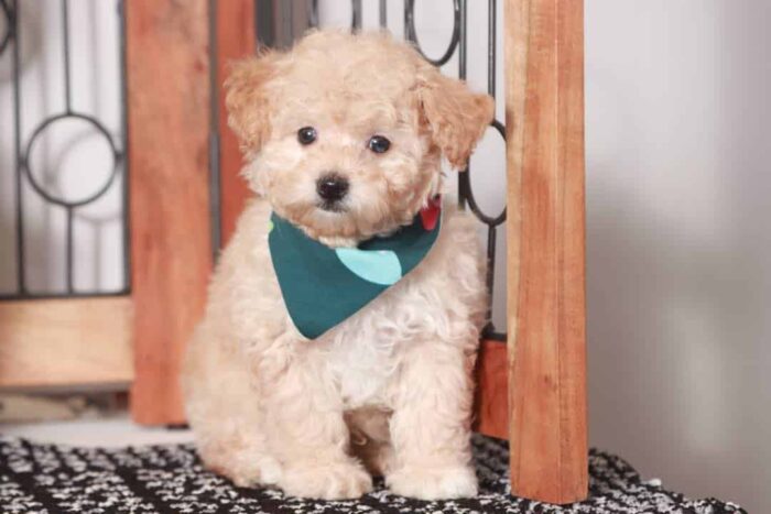 Gabriel - Handsome Little Male Toy Apricot Poodle Puppy