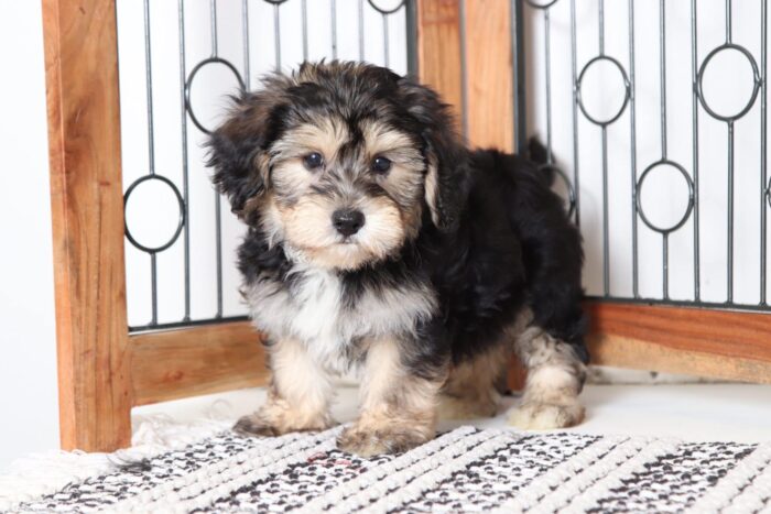 Gabriel - Precious Little Male Yochon Puppy