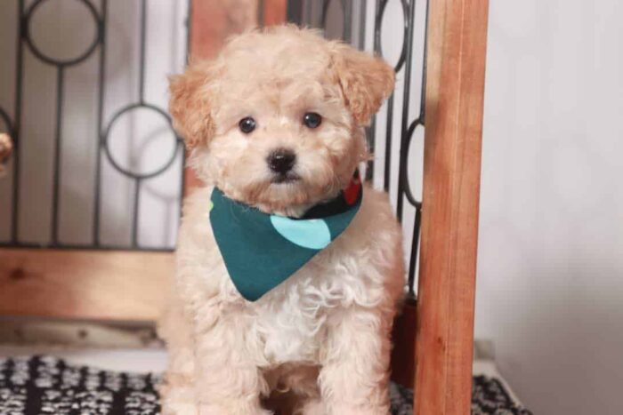 Gabriel - Handsome Little Male Toy Apricot Poodle Puppy - Image 2