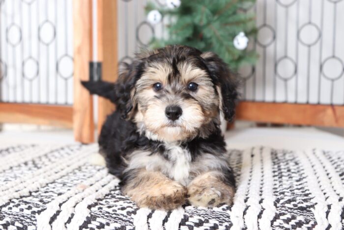 Gabriel - Precious Little Male Yochon Puppy - Image 2