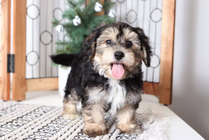 Gabriel - Precious Little Male Yochon Puppy - Image 3