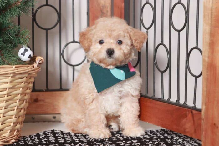 Gabriel - Handsome Little Male Toy Apricot Poodle Puppy - Image 4