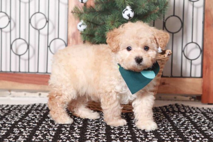 Gabriel - Handsome Little Male Toy Apricot Poodle Puppy - Image 5