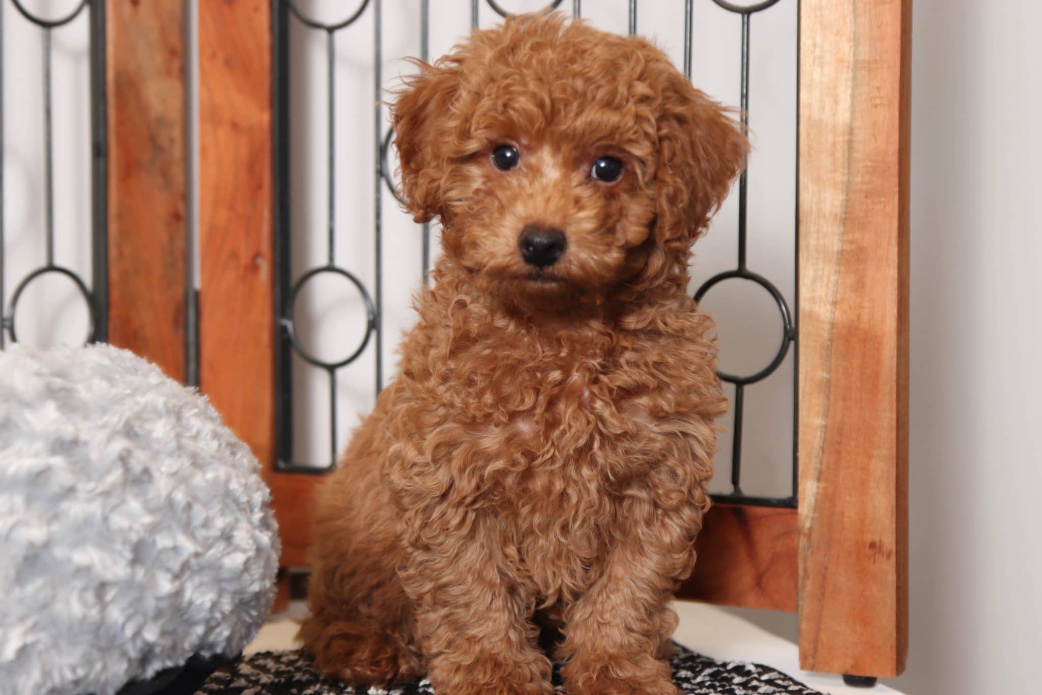 Gadget- Loving Little Mini Red Male ACA Poodle Puppy - Image 3