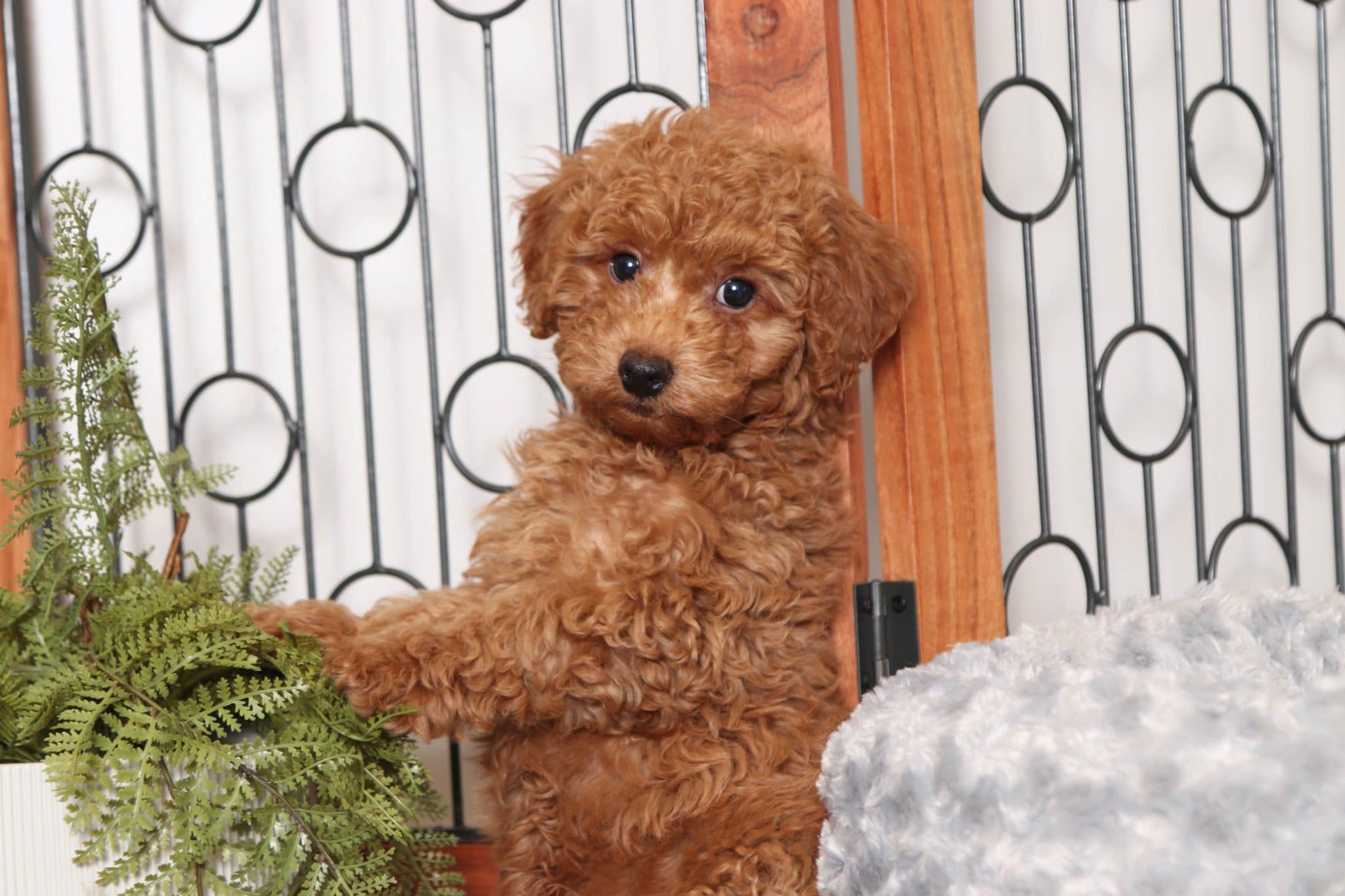 Gadget- Loving Little Mini Red Male ACA Poodle Puppy - Image 4
