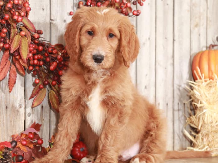 Gage- Awesome Goldendoodle Puppy