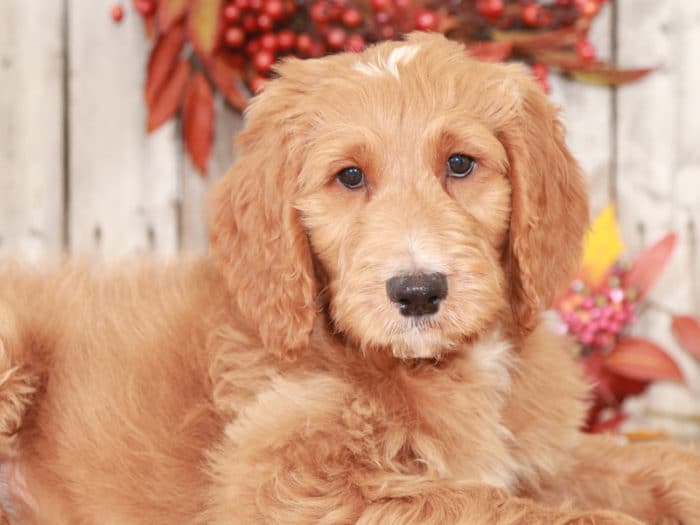 Gage- Awesome Goldendoodle Puppy - Image 2
