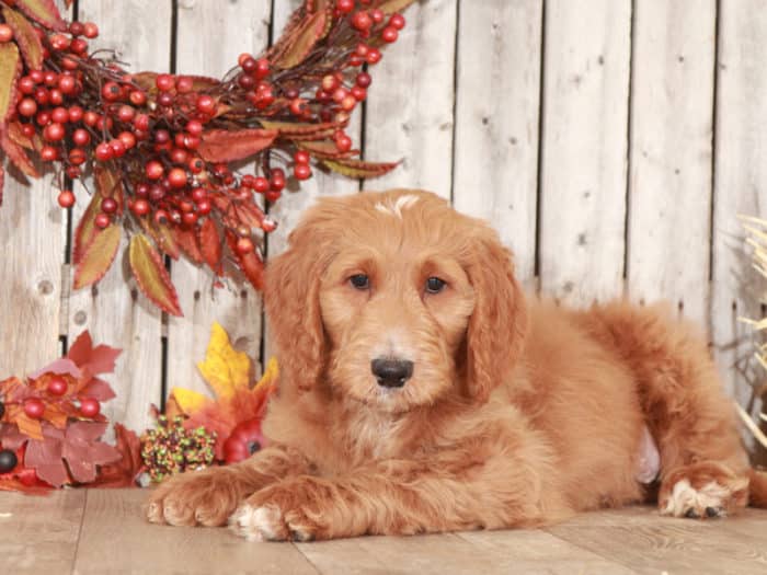 Gage- Awesome Goldendoodle Puppy - Image 4