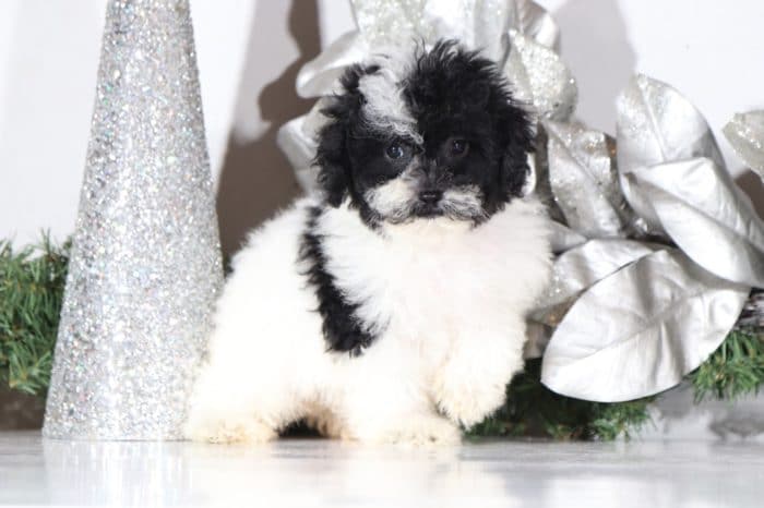 Gail- Loving Poodle