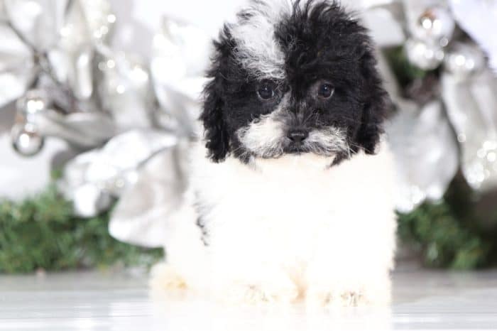 Gail- Loving Poodle - Image 2