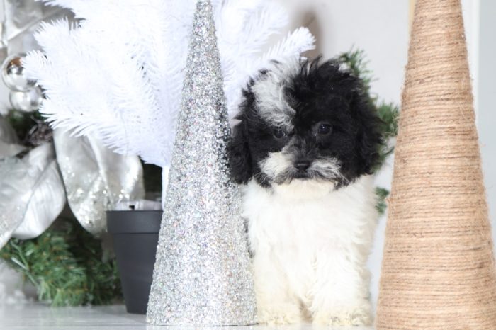 Gail- Loving Poodle - Image 3