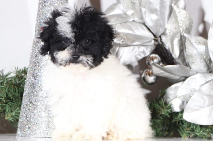 Gail- Loving Poodle - Image 4