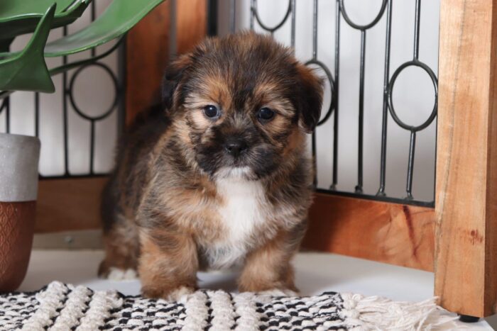 Galaxy - Handsome Male Shorkie Puppy