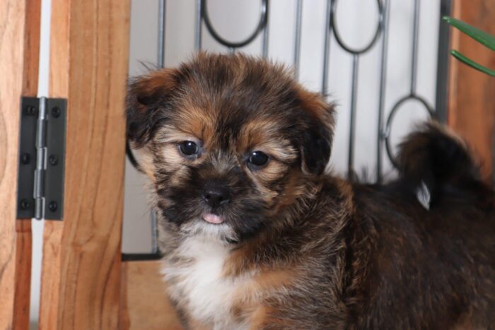 Galaxy - Handsome Male Shorkie Puppy - Image 2