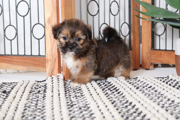 Galaxy - Handsome Male Shorkie Puppy - Image 3